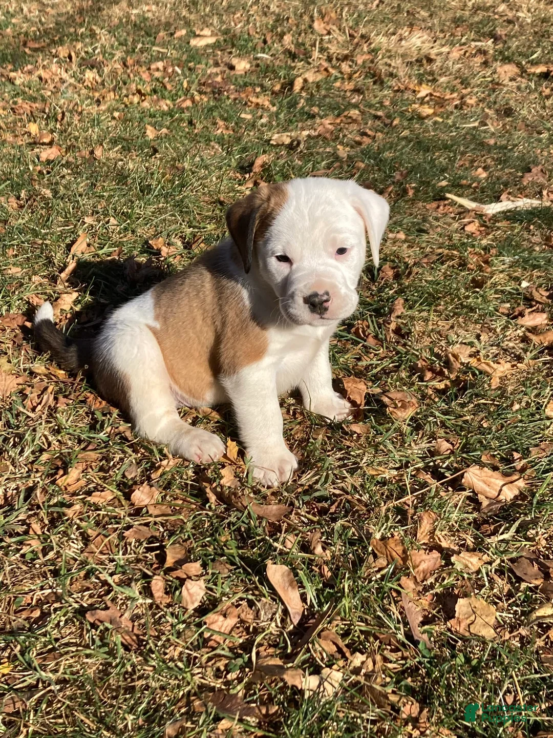 Gallery Image {{count}}