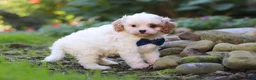 Cavapoo dogs for sale: Hudson - Ad 3