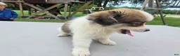 Pomchi dogs for sale: Brandy - Ad 3