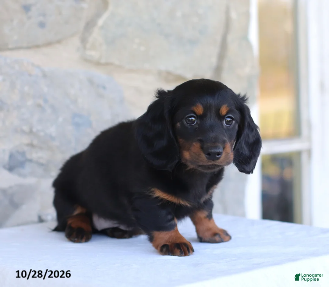 Dachshund dogs for sale: Talia - Ad 4