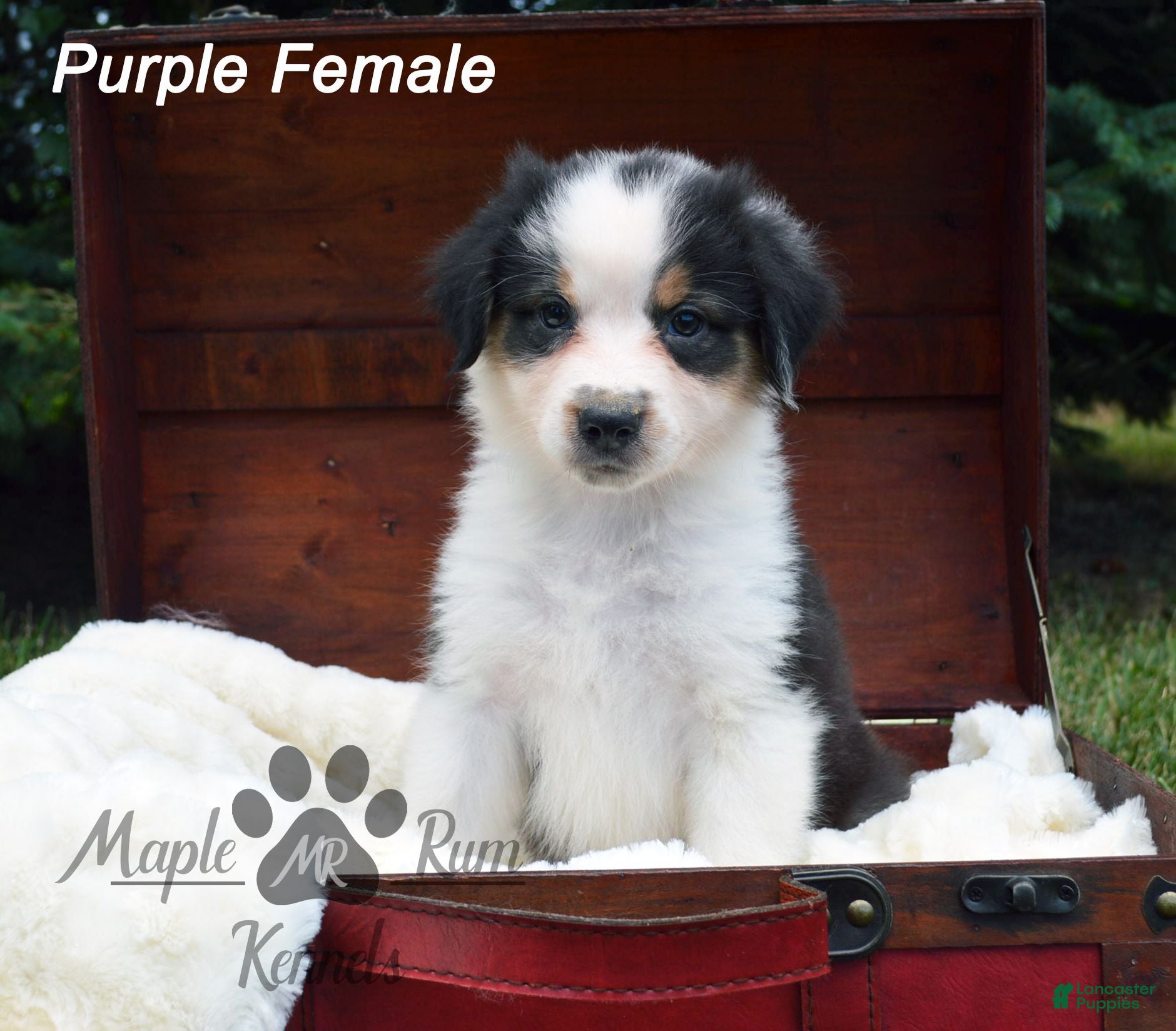Australian Shepherd dogs Purple Female - Ad 1