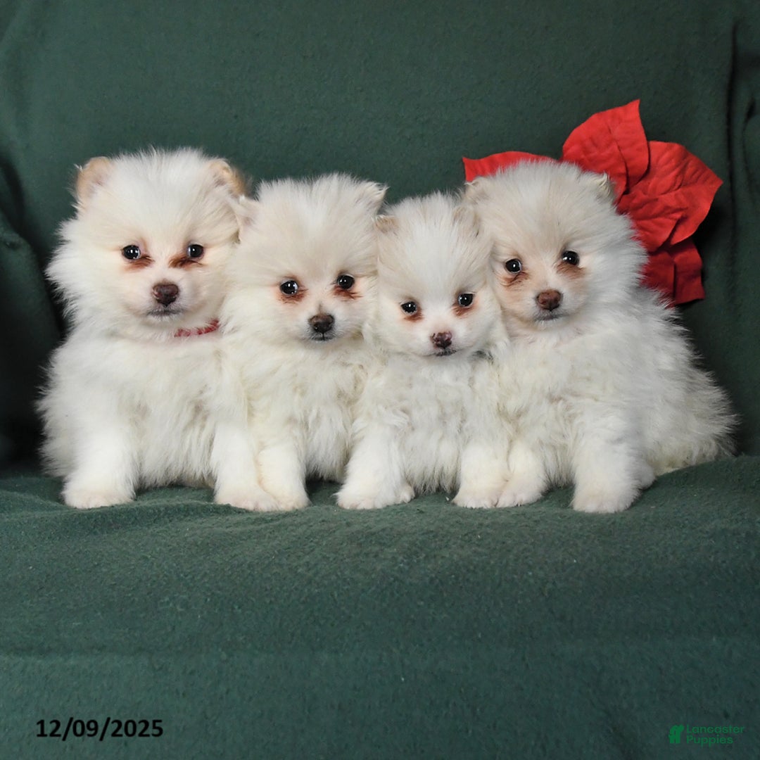 Pomeranian dogs for sale: Riley - Ad 5