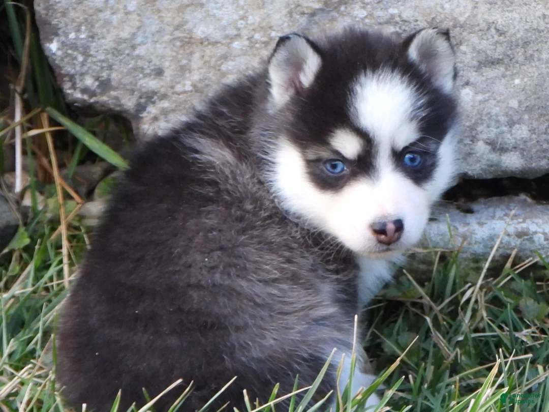 Pomsky dogs for sale: Ashley - Ad 5