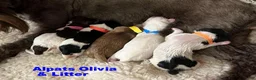 Miniature Schnauzer dogs for sale: Red ID Boy - Ad 7