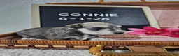 Miniature Schnauzer dogs for sale: Connie - Ad 7