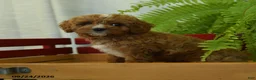 Cavapoo dogs for sale: Ryan - Ad 3