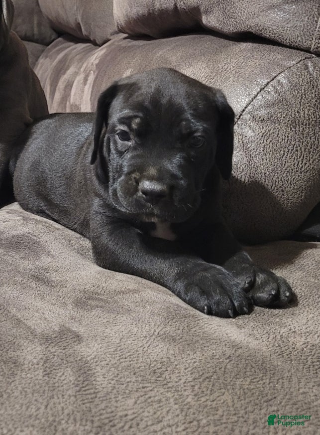 Cane Corso dogs Rigel - Ad 2