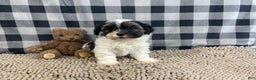 Teddy Bear dogs for sale: Jasmine - Ad 5