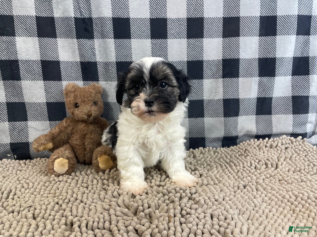 Teddy Bear dogs for sale: Jasmine - Ad 5