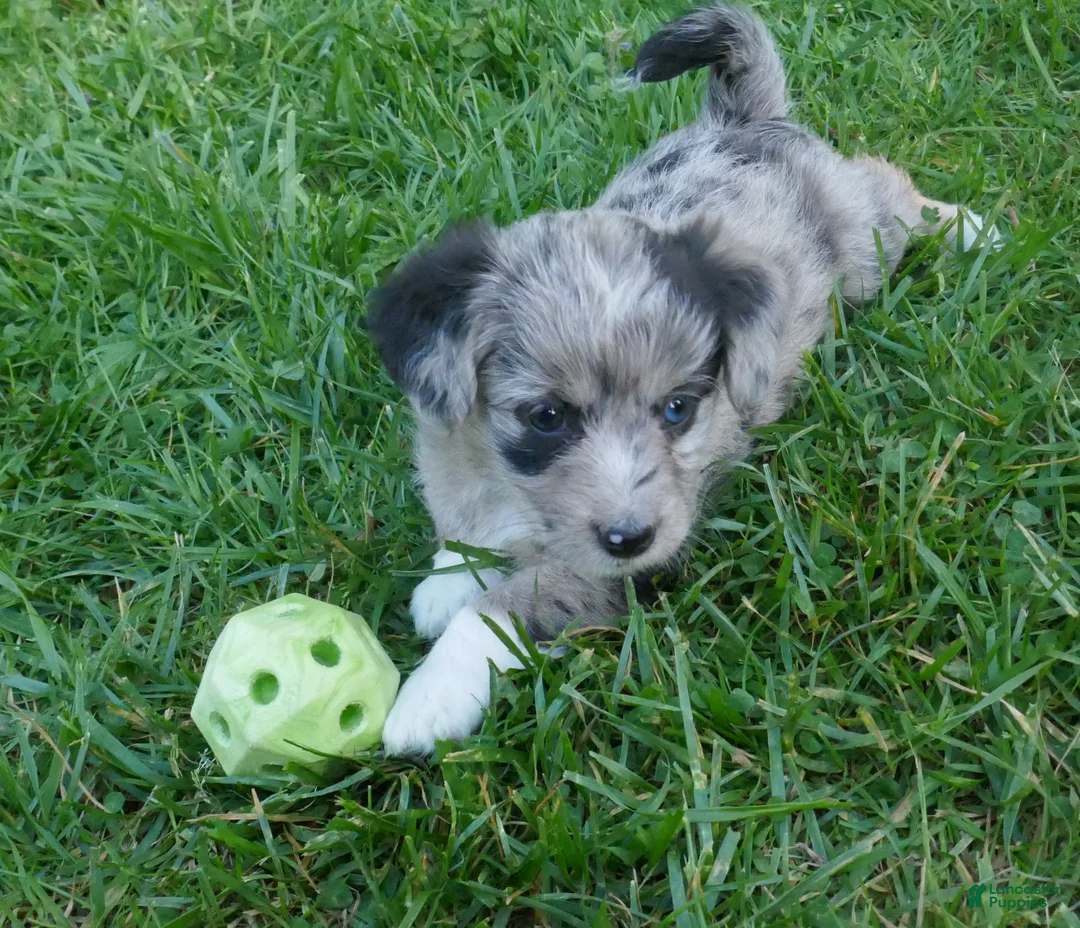 Corgipoo dogs for sale: Mocha - Ad 3