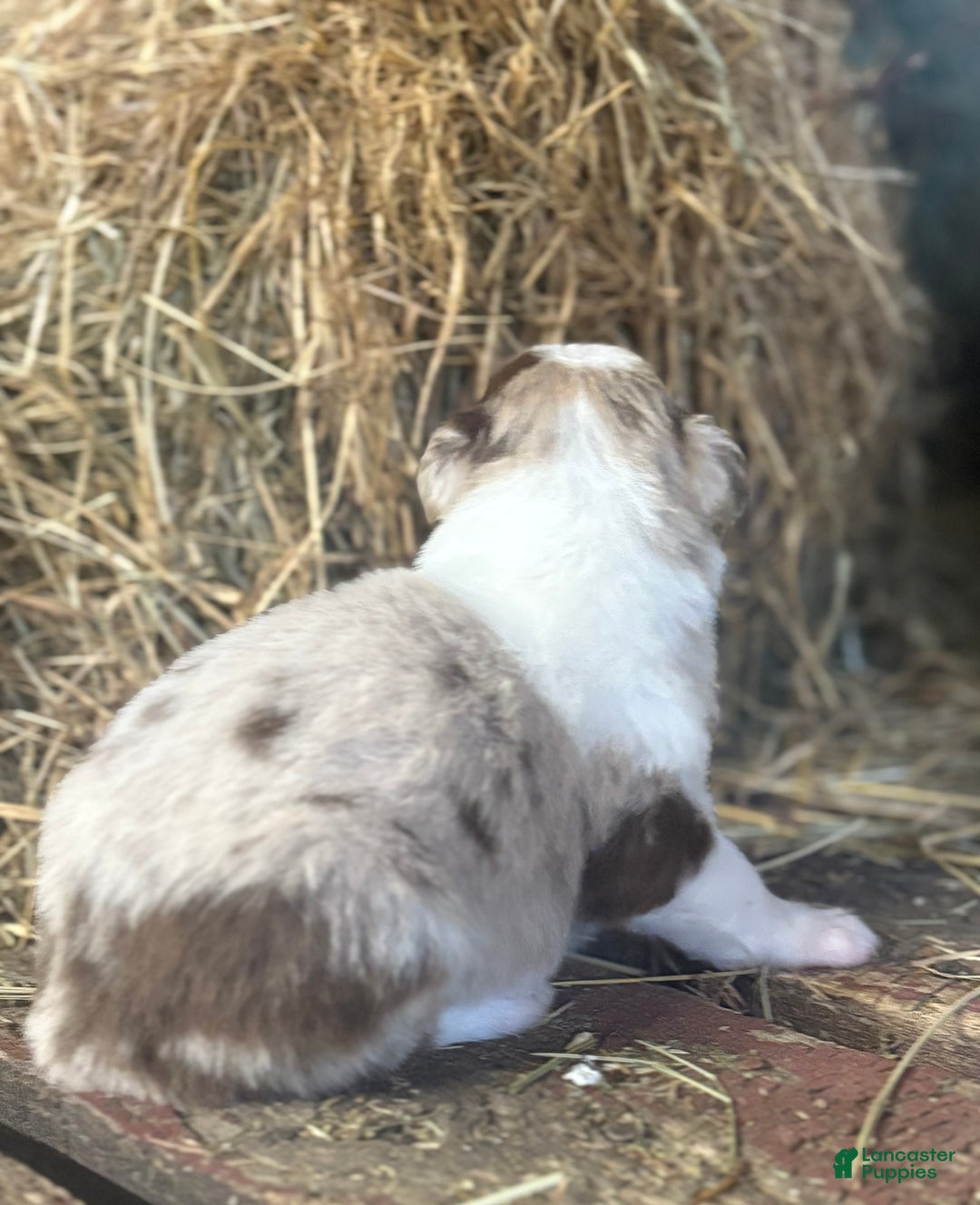 Australian Shepherd dogs for sale: Lincoln - Ad 3