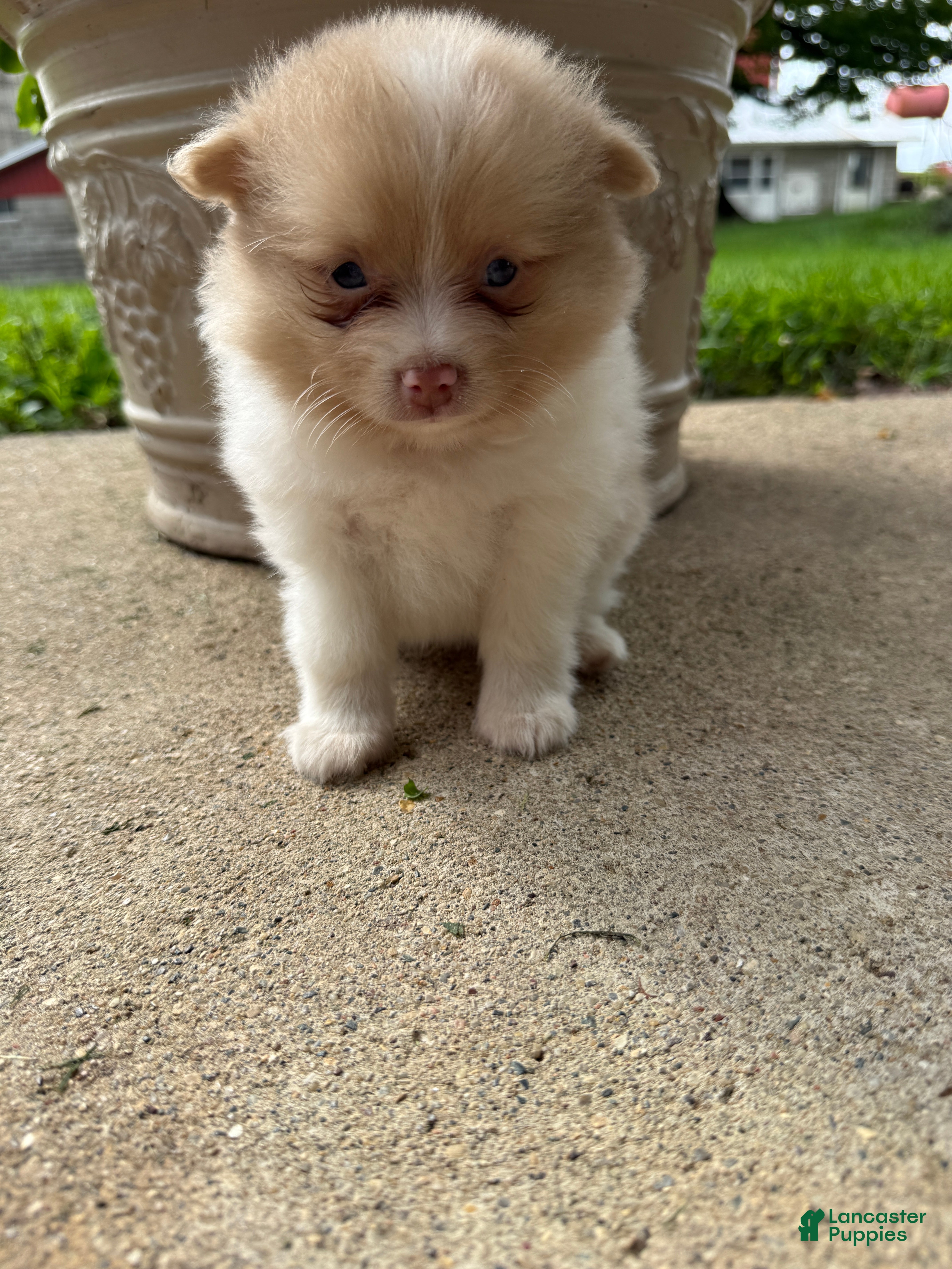 Pomeranian dogs Andy - Ad 1