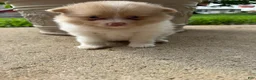 Pomeranian dogs for sale: Andy - Ad 7