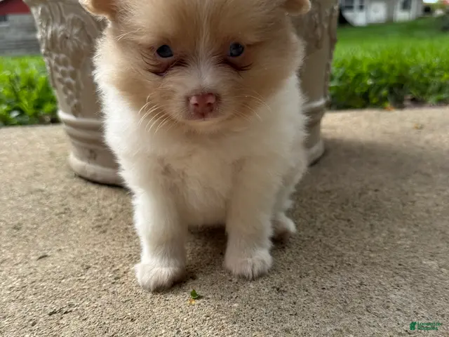 Pomeranian dogs for sale: Andy - Ad 1