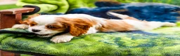 Mixed Breed dogs for sale: Janie - Ad 3