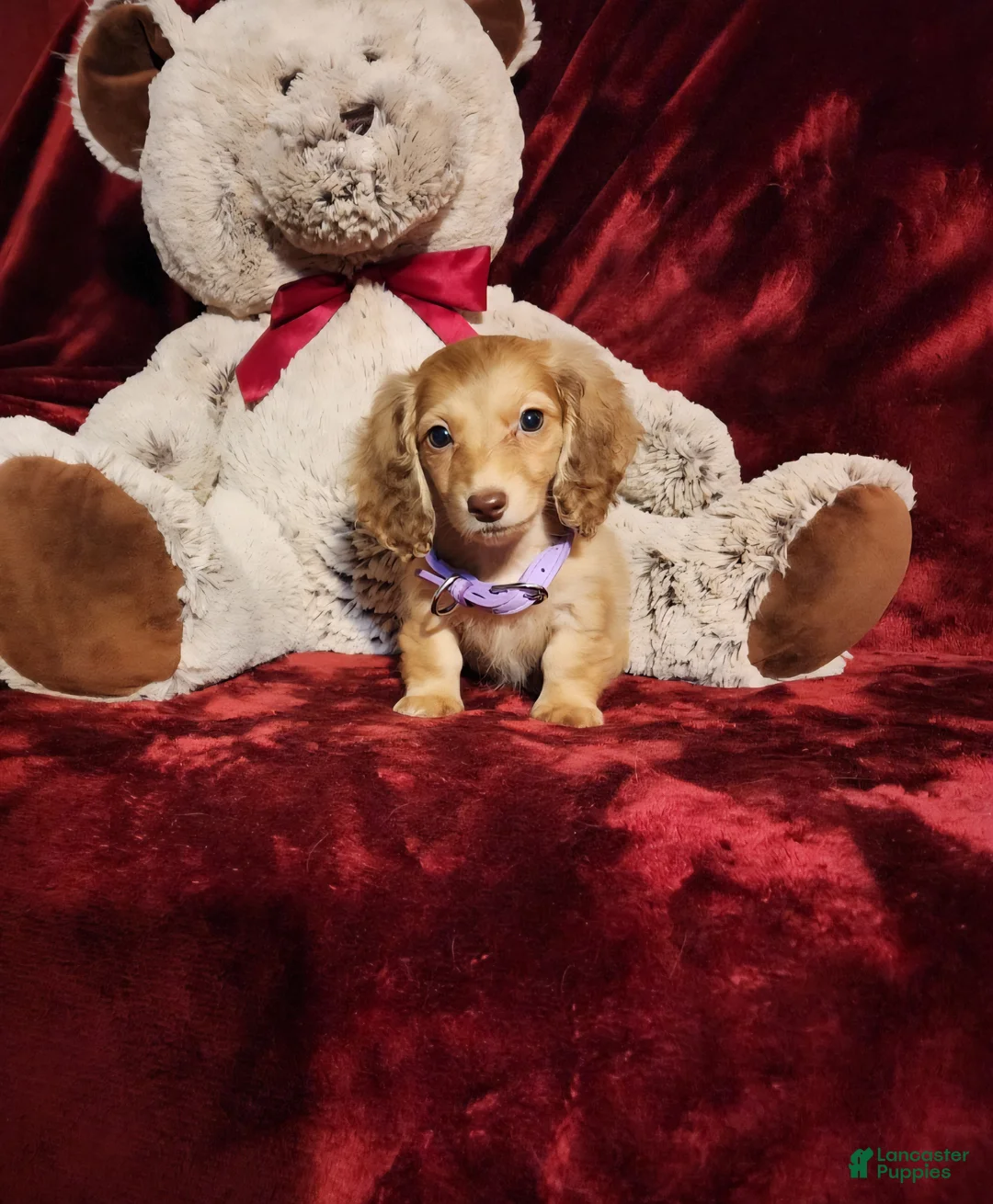 Miniature Dachshund dogs for sale: WINNIE - Ad 2