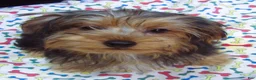 Yorkshire Terrier dogs for sale: Yorkie - Ad 13