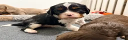 Cavalier King Charles Spaniel dogs for sale: Cavalier King Charles Spaniel Puppy 1 - Ad 7