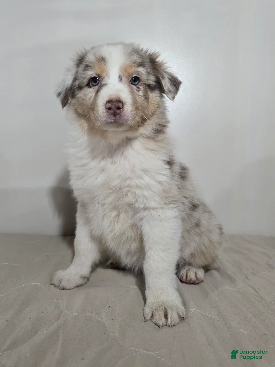 Australian Shepherd dogs for sale: Cinnamon  - Ad 5