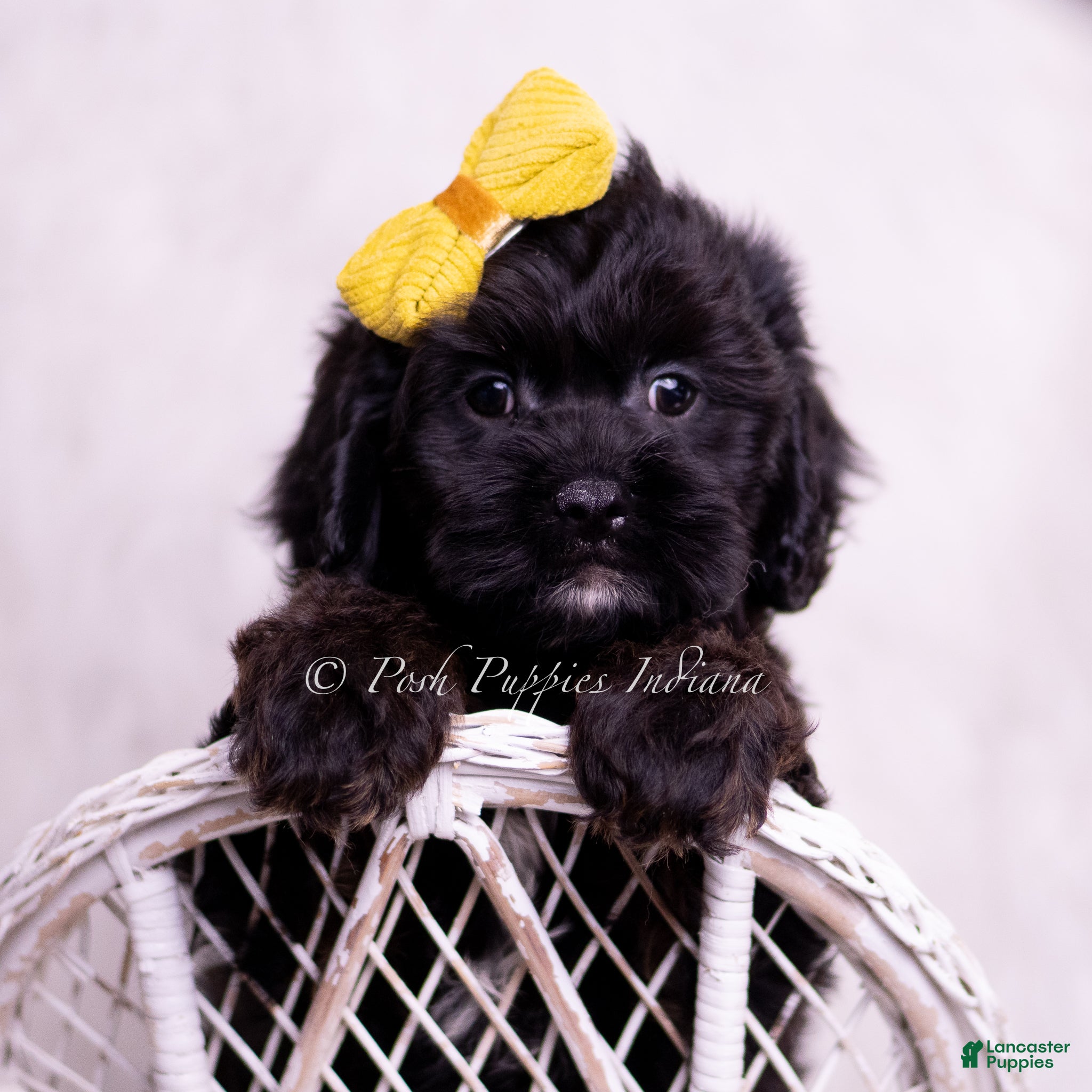 Cavapoo dogs Jax - Ad 29