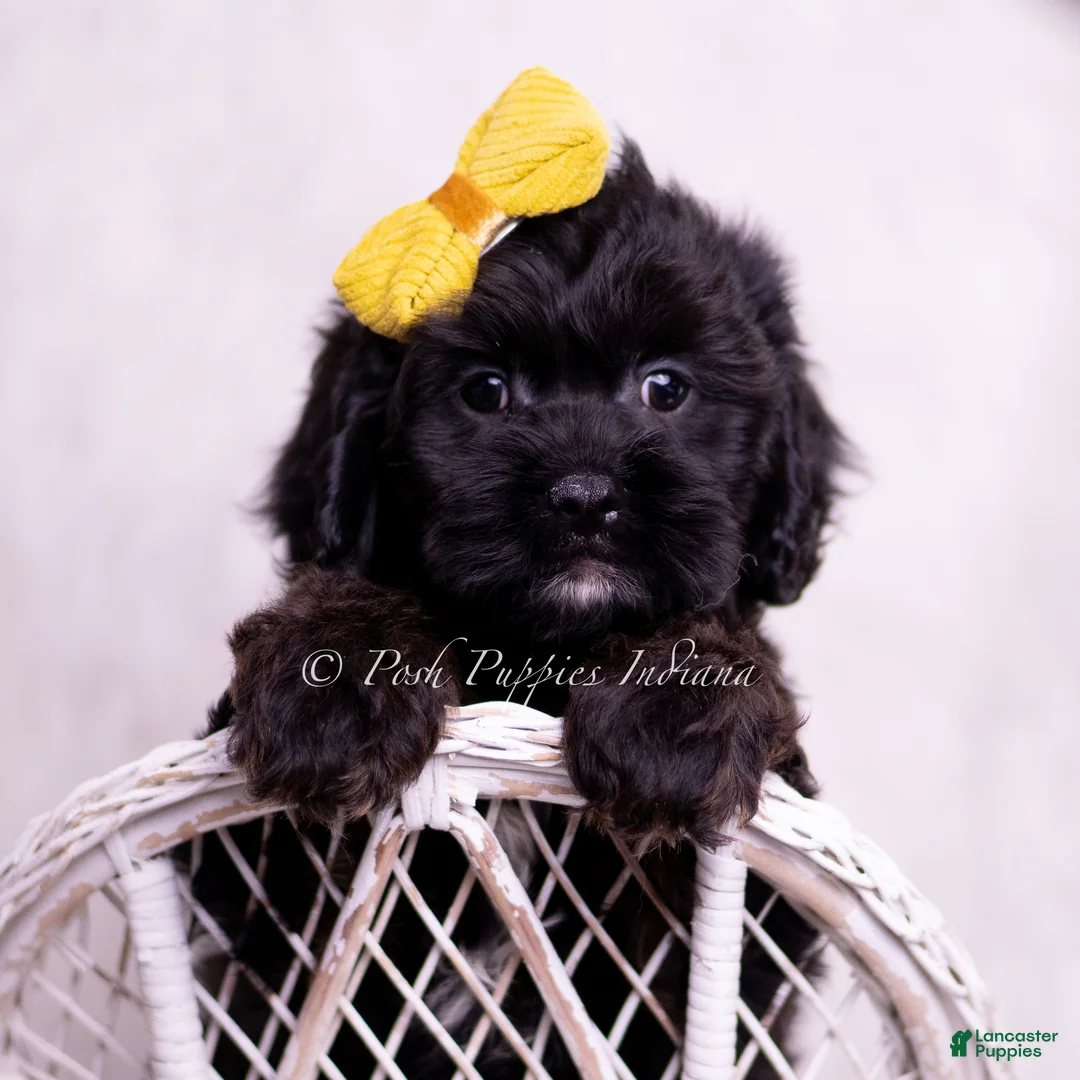 Cavapoo dogs for sale: Jax - Ad 1