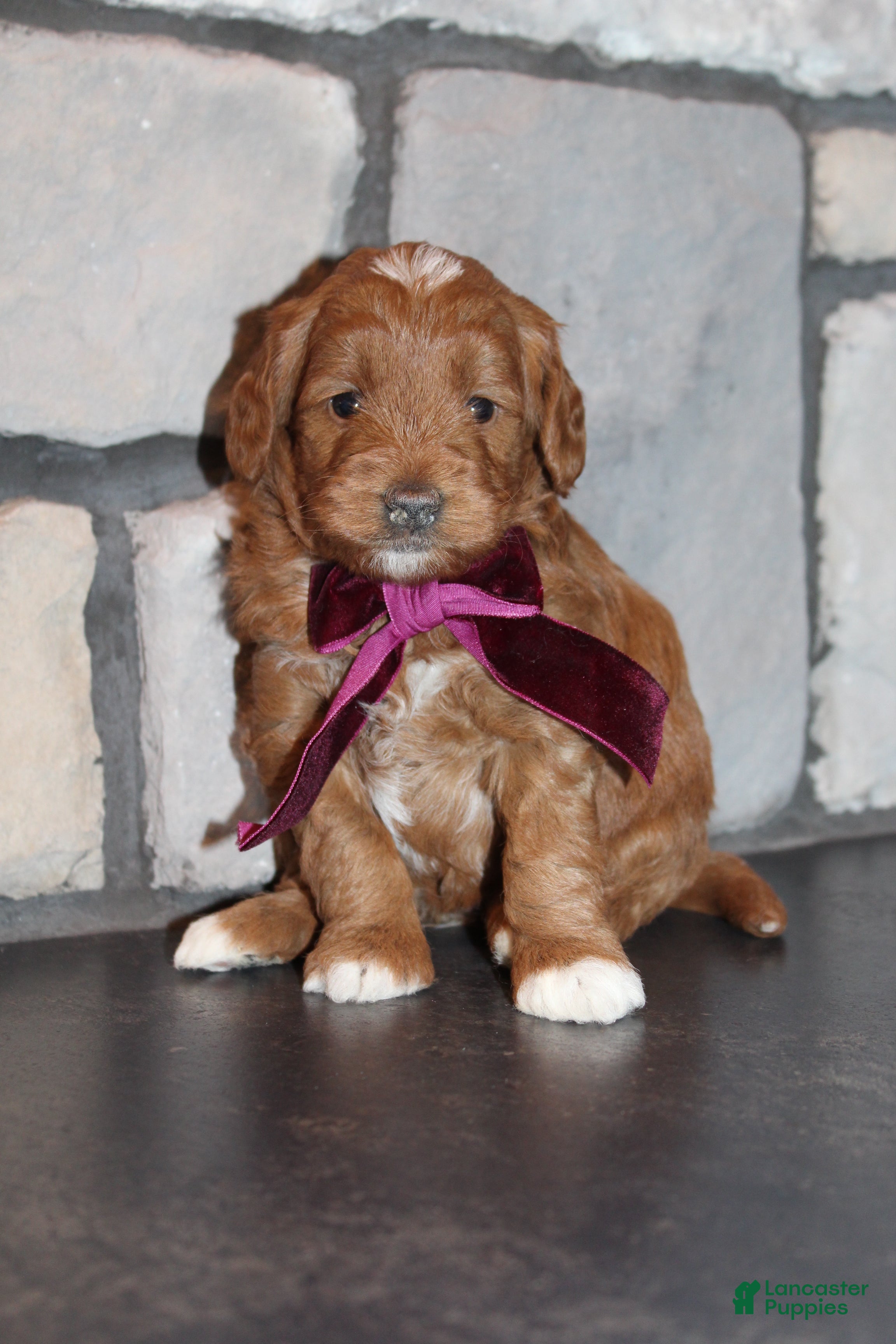 Mini Goldendoodle dogs Willow-Mini - Ad 10