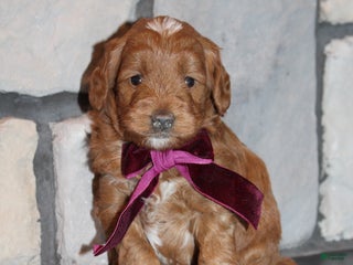 Mini Goldendoodle dogs Willow-Mini - Ad 13