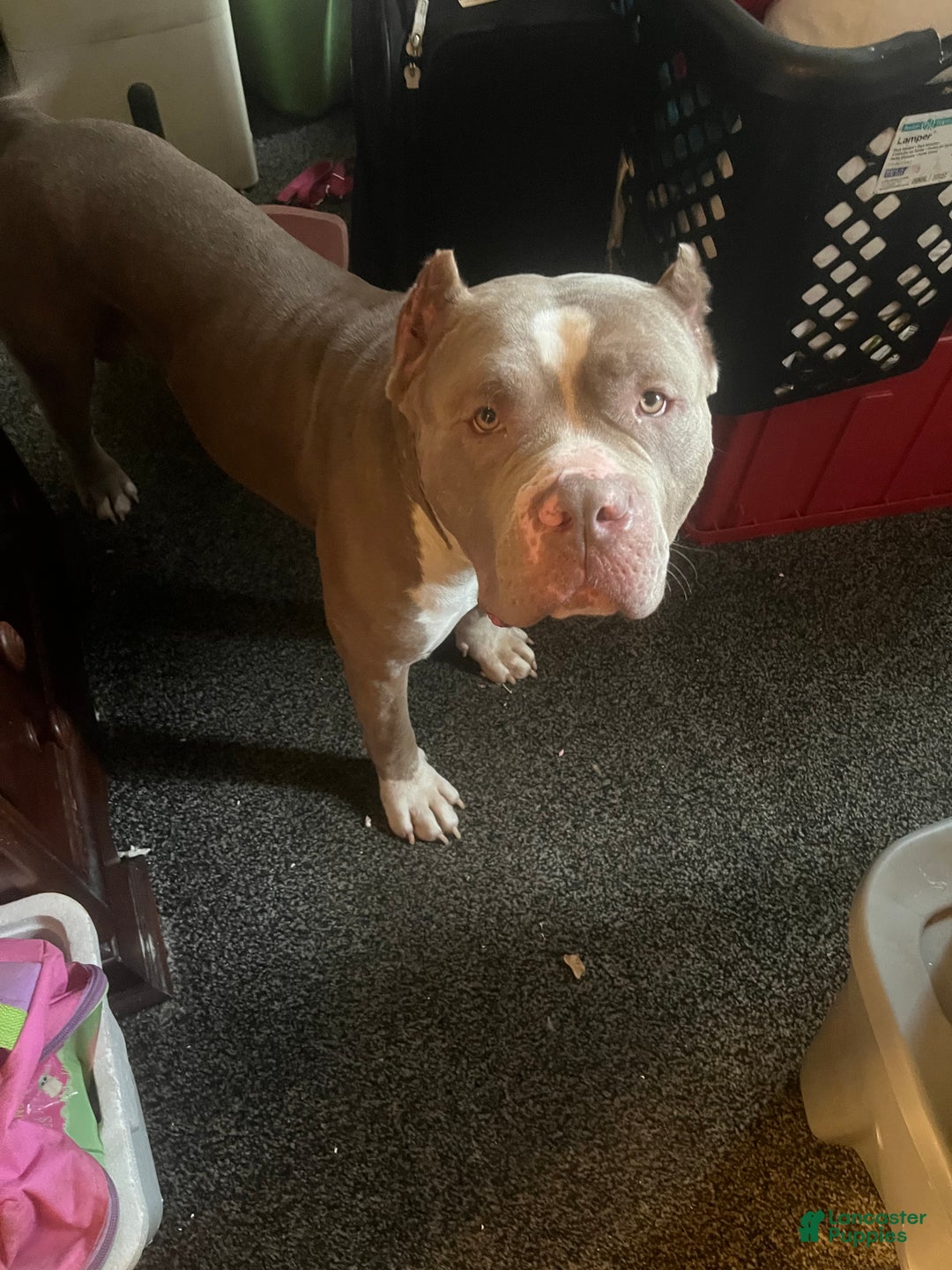 American Bully dogs for sale: American Bully  - Ad 2