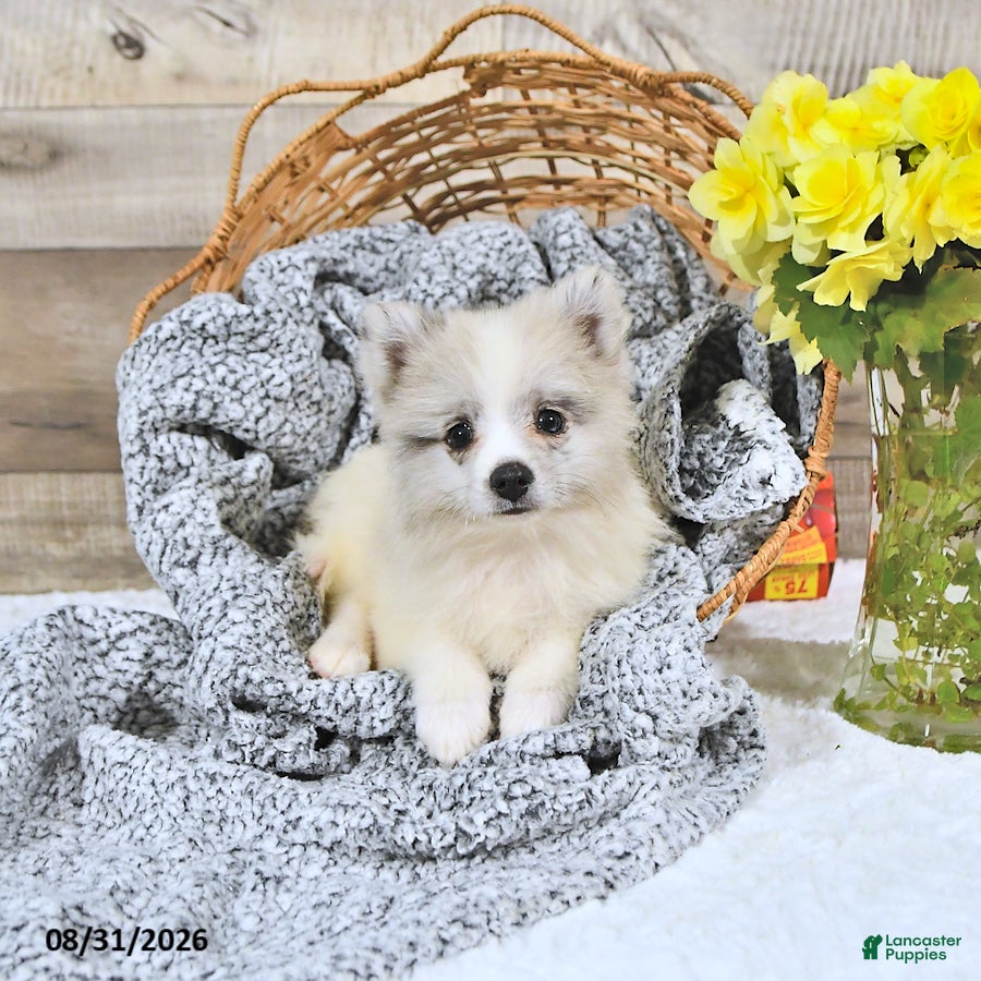 Pomeranian dogs Liam - Ad 1