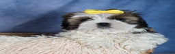 Shih Tzu dogs for sale: MICKEY - Ad 1
