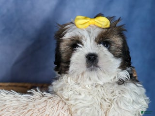 Shih Tzu dogs MICKEY - Ad 19