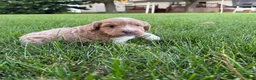 Mini Goldendoodle dogs for sale: Angel Mini Goldendoodle  - Ad 16