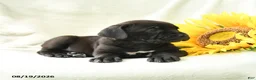 Cane Corso dogs for sale: Barbie - Ad 5