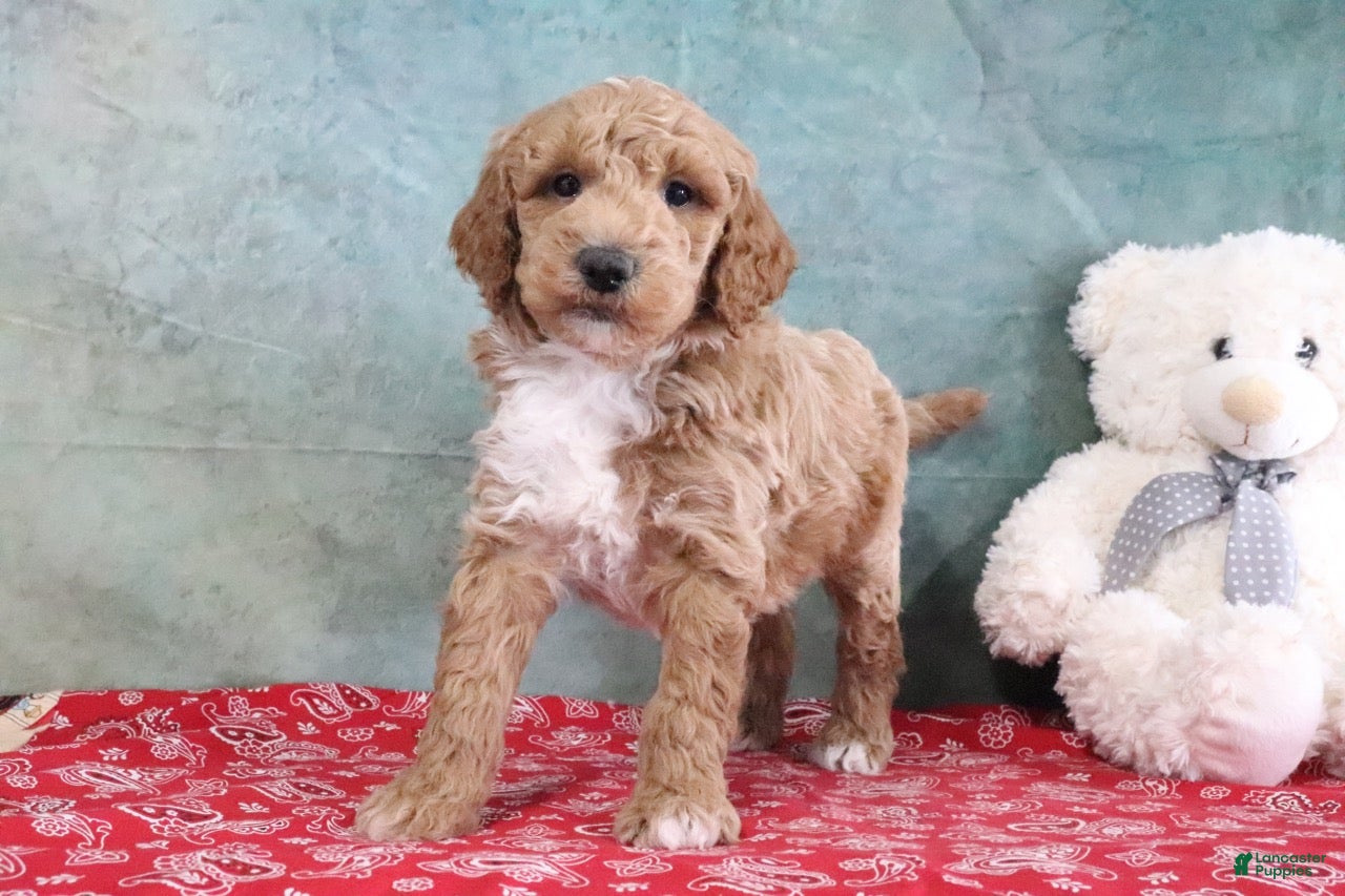 Mini Goldendoodle dogs Skye - Ad 1