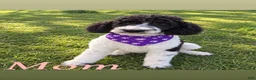 Mixed Breed dogs for sale: Mixed Breed 1 - Ad 2