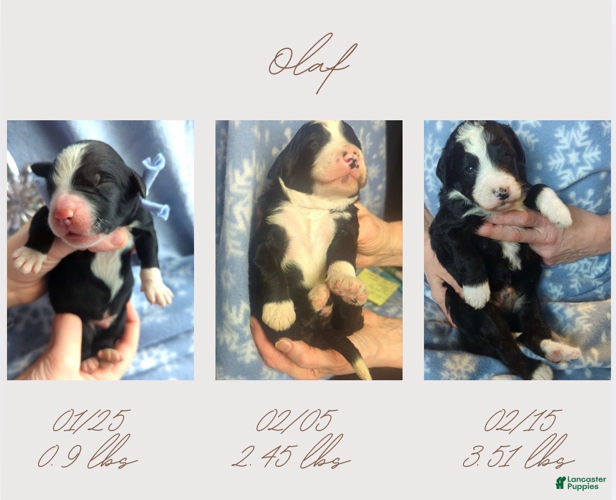 Bernedoodle dogs Olaf - Ad 5