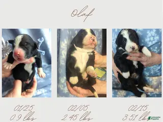 Bernedoodle dogs Olaf - Ad 5