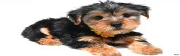 Yorkshire Terrier dogs for sale: Beverly - Ad 7