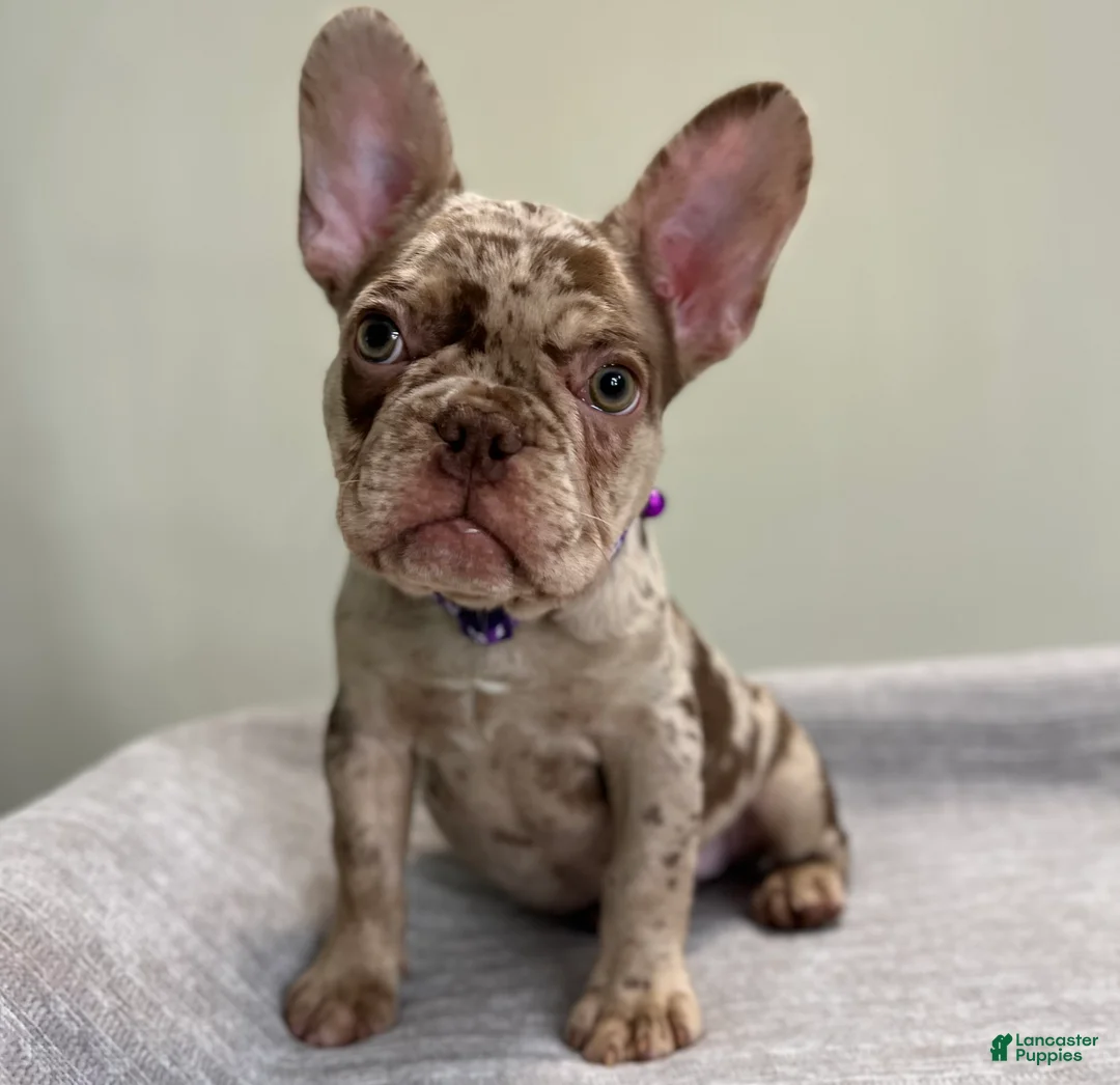 French Bulldog dogs for sale: Milano - Ad 2
