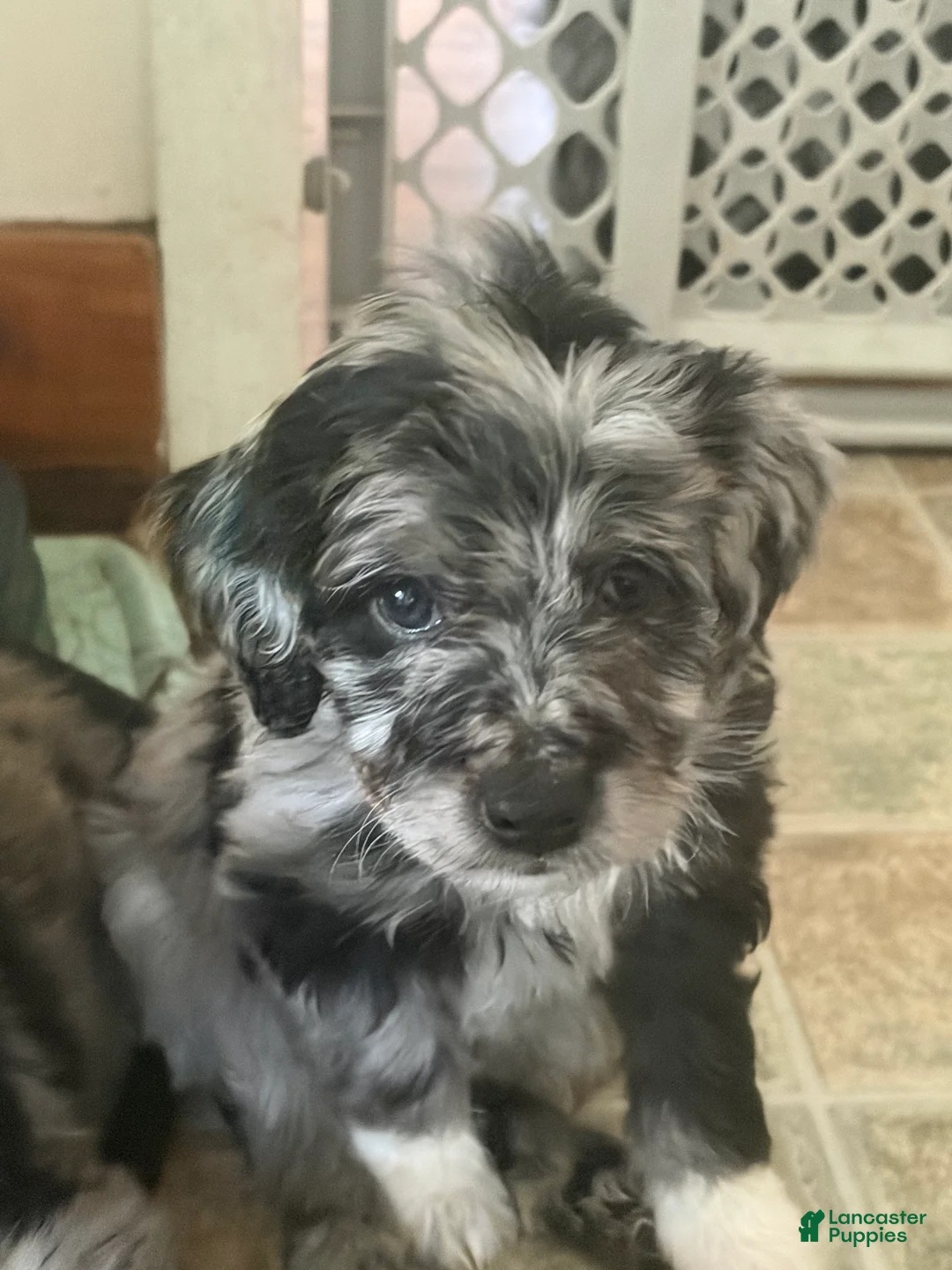 Aussiedoodle dogs for sale: Freya - Ad 2