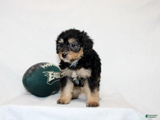 Mini Bernedoodle dogs - Ad 1