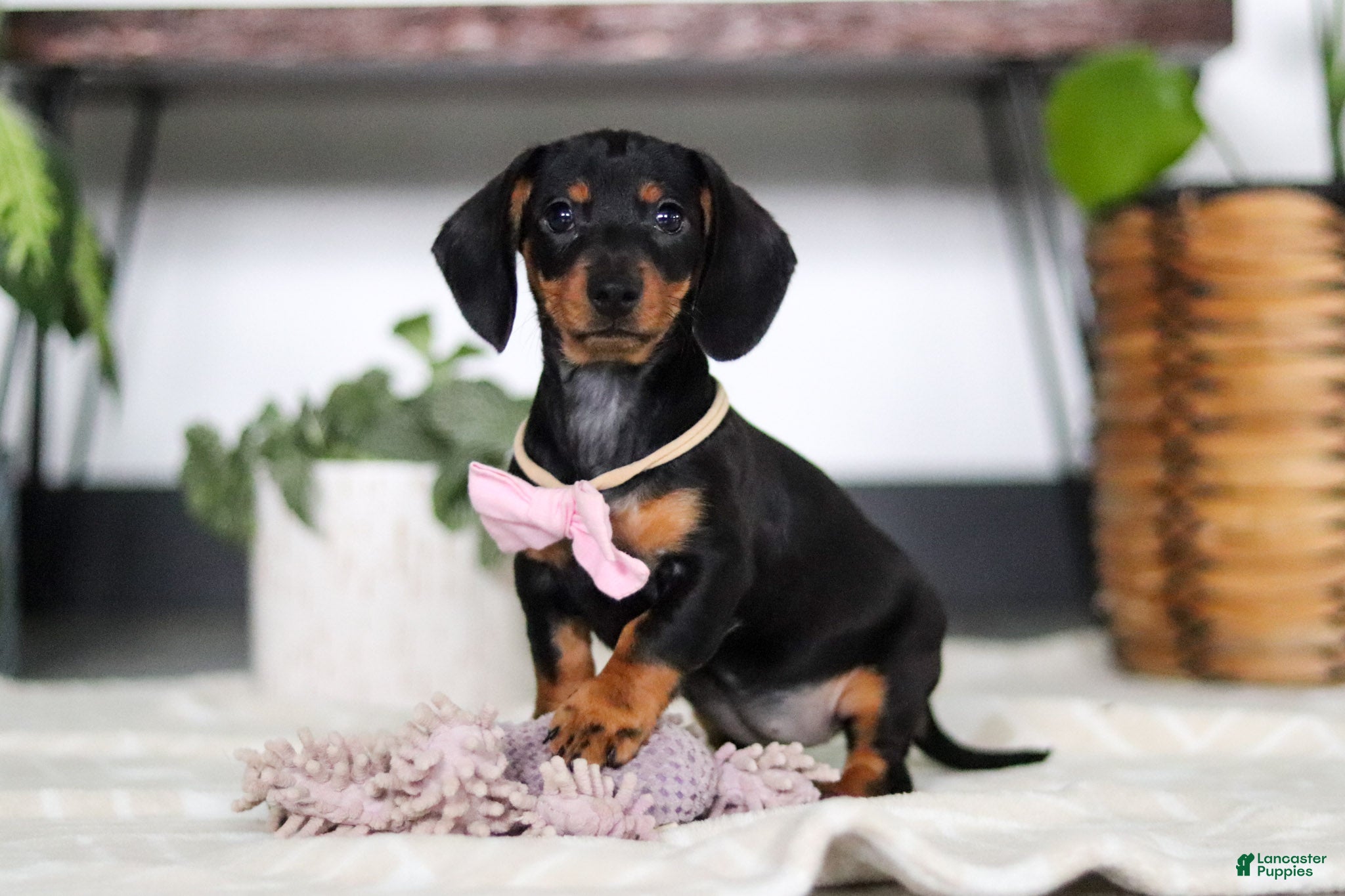 Miniature Dachshund dogs Amelia - Ad 2
