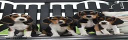 Beagle dogs for sale: Tina - Ad 5