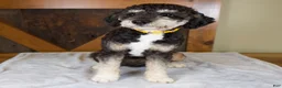 Mini Bernedoodle dogs for sale: Princess - Ad 8