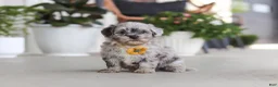 Havapoo dogs for sale: Buddy - Ad 5