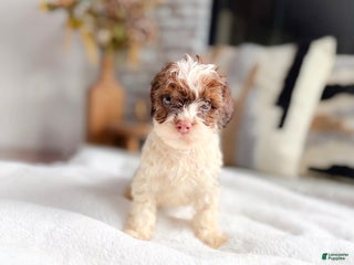 Cockapoo dogs - Ad 14