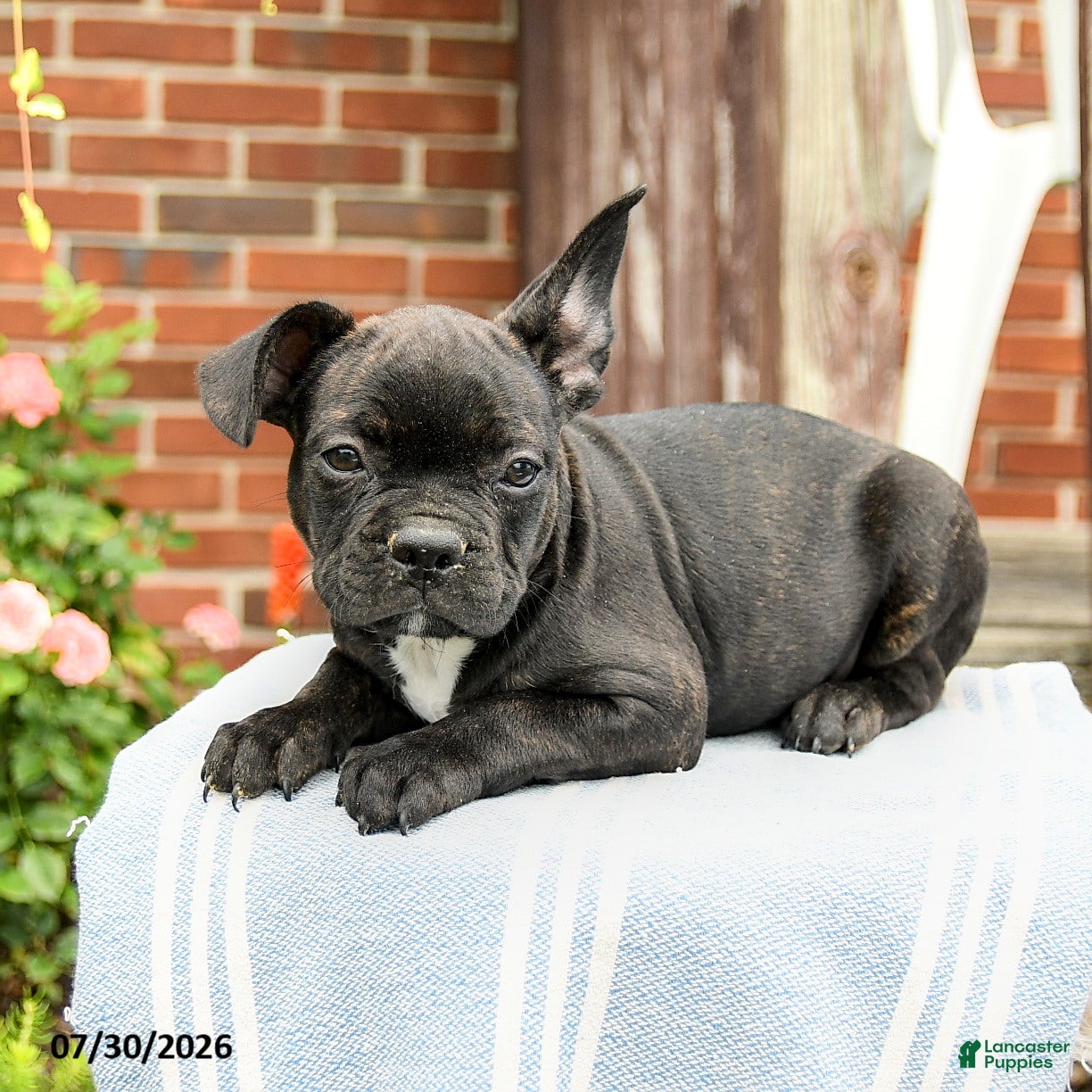 Frenchton dogs Dylan - Ad 2