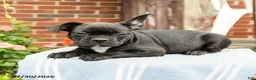 Frenchton dogs for sale: Dylan - Ad 2
