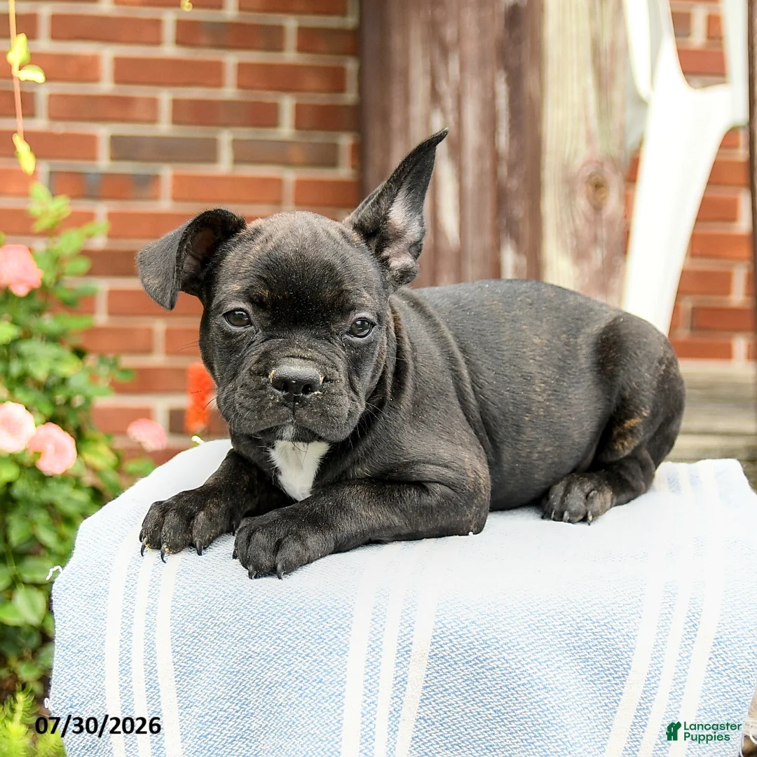 Frenchton dogs for sale: Dylan - Ad 2