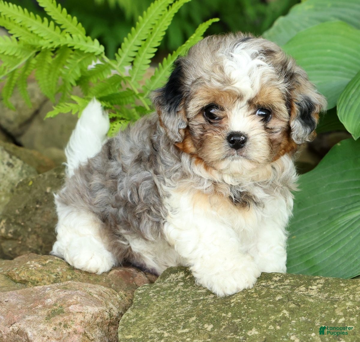 Mixed Breed dogs for sale: Finn - Ad 3
